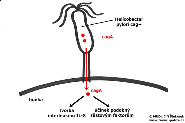 Podstata cag+